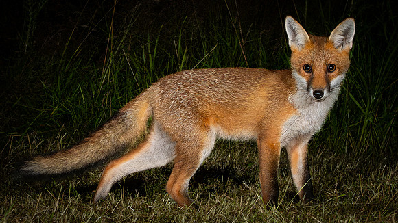 Red Fox (Vulpes vulpes)