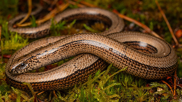 Slow Worm (Anguis fragilis)