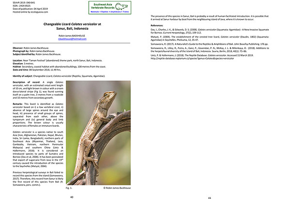 First Record of Changeable Lizard Calotes versicolor at Sanur, Bali, Indonesia