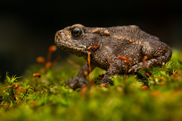 Common Toad (Bufo bufo)