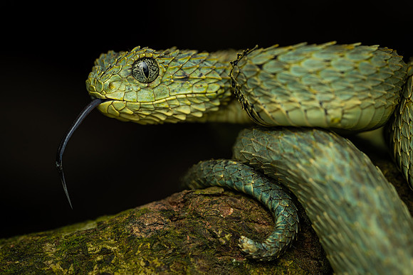 Variable Bush Viper (Atheris squamigera)