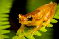 Elegant Forest Tree Frog (Dendropsophus elegans)